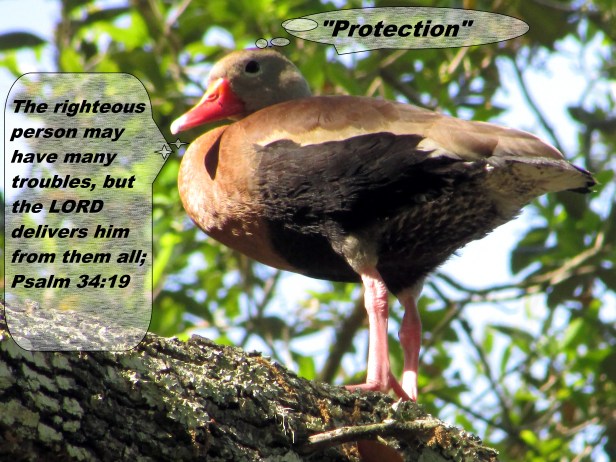 © Photo Artist Susan Ruth Robertson 090025006100 059 - Copy.JPG