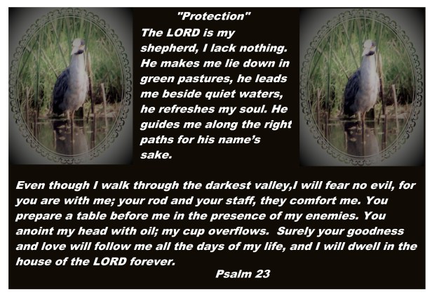 © Photo Artist Susan Ruth Robertson 090025006100 sx400 015 - Copy.JPG