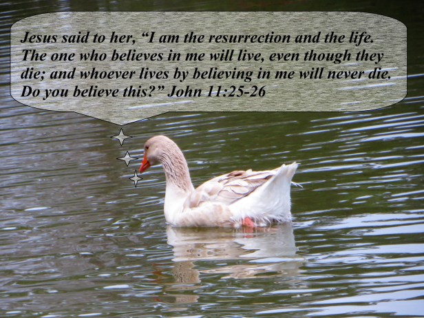 ©  (10) - Copy.JPG