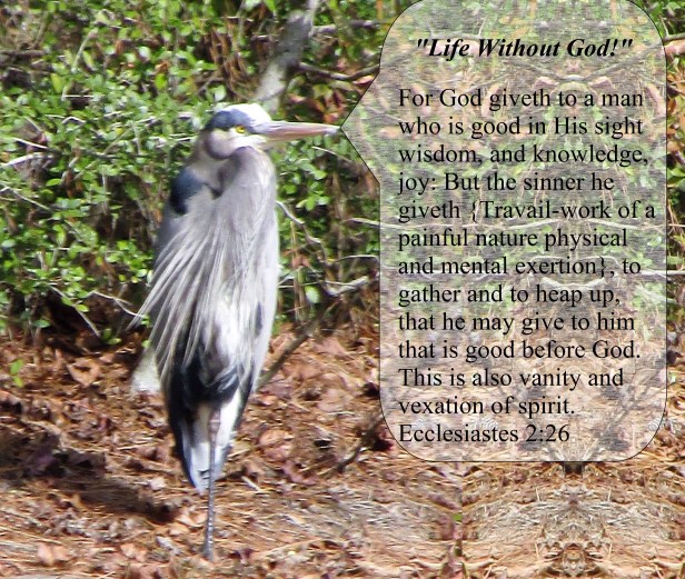 © Photo Artist Susan Ruth Robertson 090025006100 009.JPG