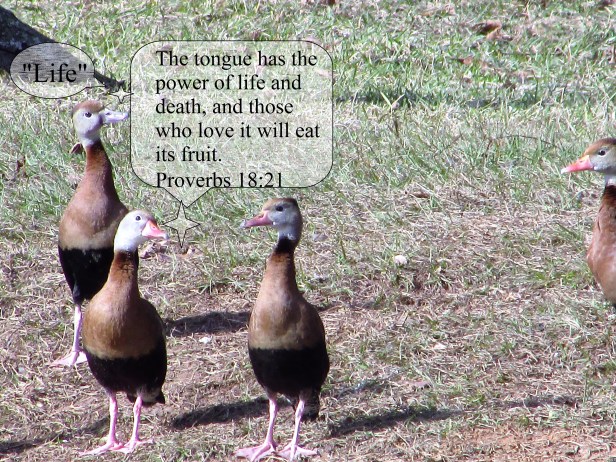 © Photo Artist Susan Ruth Robertson 090025006100 026 - Copy.JPG