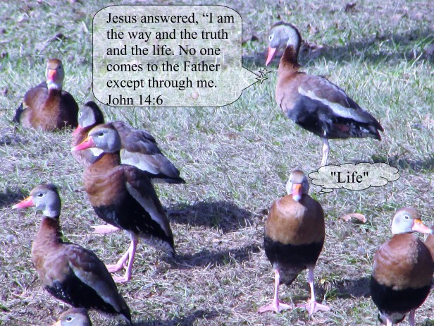 © Photo Artist Susan Ruth Robertson 090025006100 031 - Copy.JPG