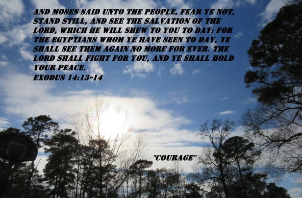 © Photo Artist Susan Ruth Robertson 090025006100 034 - Copy.JPG