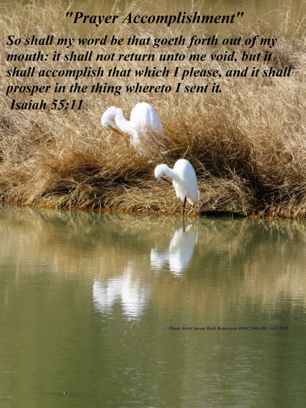 © Photo Artist Susan Ruth Robertson 090025006100 224 - Copy.JPG