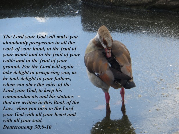 © Photo Artist Susan Ruth Robertson 090025006100 018 - Copy.JPG