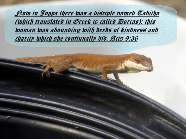 © Photo Artist Susan Ruth Robertson 090025006100 019.JPG