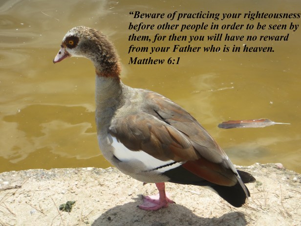 © Photo Artist Susan Ruth Robertson 090025006100 027 - Copy.JPG