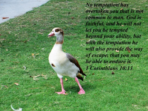 © Photo Artist Susan Ruth Robertson 090025006100 032 - Copy.JPG