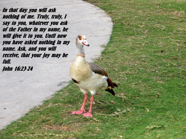 © Photo Artist Susan Ruth Robertson 090025006100 034 - Copy.JPG