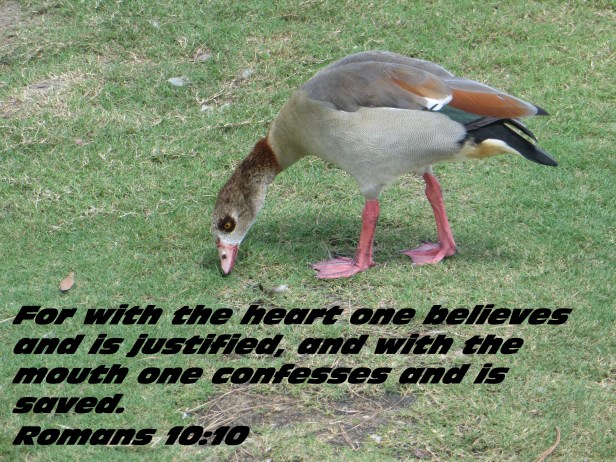 © Photo Artist Susan Ruth Robertson 090025006100 036 - Copy.JPG