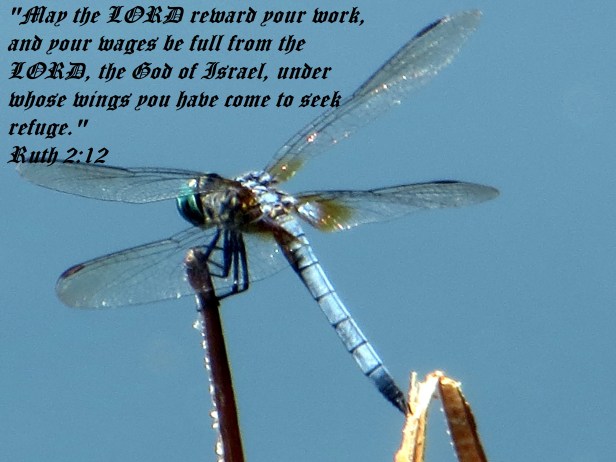 © Photo Artist Susan Ruth Robertson 090025006100 049 - Copy.JPG