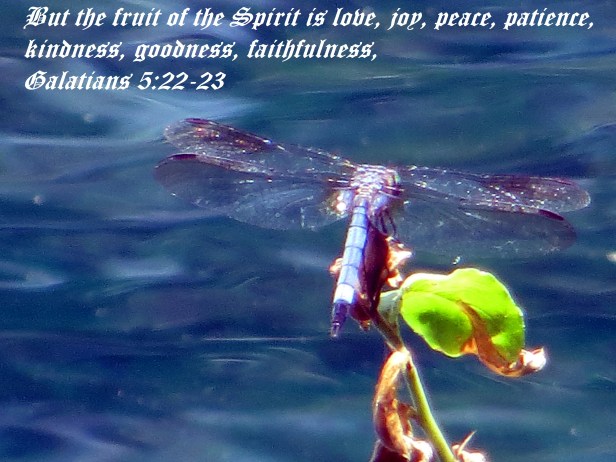 © Photo Artist Susan Ruth Robertson 090025006100 063 - Copy.JPG