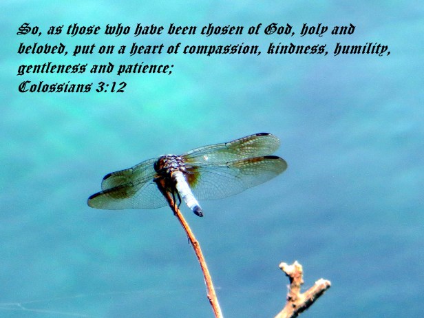 © Photo Artist Susan Ruth Robertson 090025006100 065 - Copy.JPG