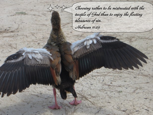 © Photo Artist Susan Ruth Robertson 090025006100 067 - Copy.JPG