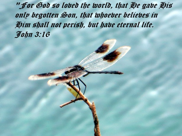 © Photo Artist Susan Ruth Robertson 090025006100 070 - Copy.JPG