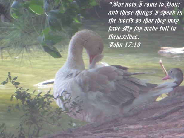 © Photo Artist Susan Ruth Robertson 090025006100 110 - Copy.JPG