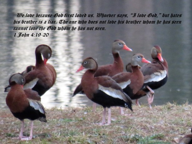 © Photo Artist Susan Ruth Robertson 090025006100 SX540HS 010 - Copy.JPG