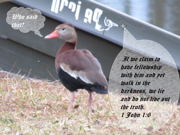 © Photo Artist Susan Ruth Robertson 090025006100 SX540HS 054 - Copy.JPG