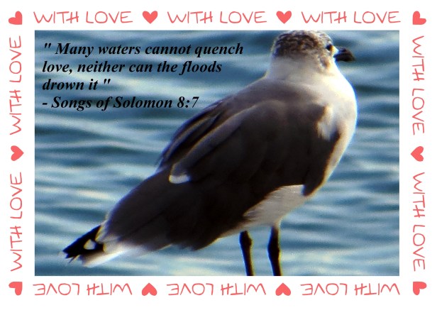 © Photo Artist Susan Ruth Robertson 090025006100 004 - Copy (2).JPG