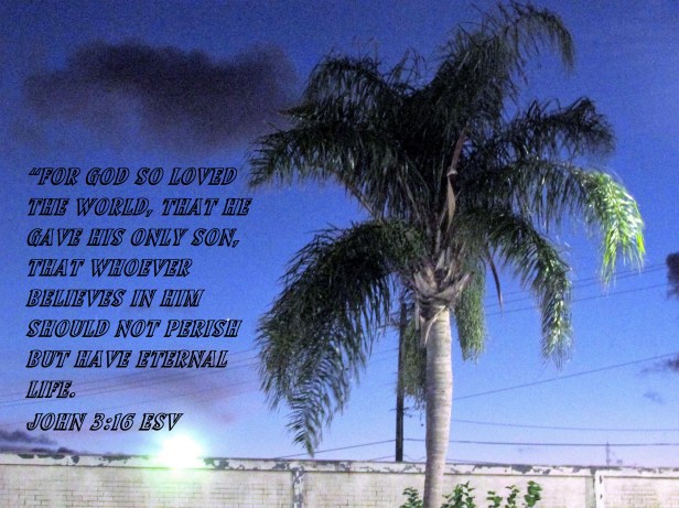 © Photo Artist Susan Ruth Robertson 090025006100 007 - Copy.JPG