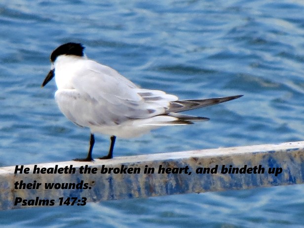 © Photo Artist Susan Ruth Robertson 090025006100 020 - Copy.JPG