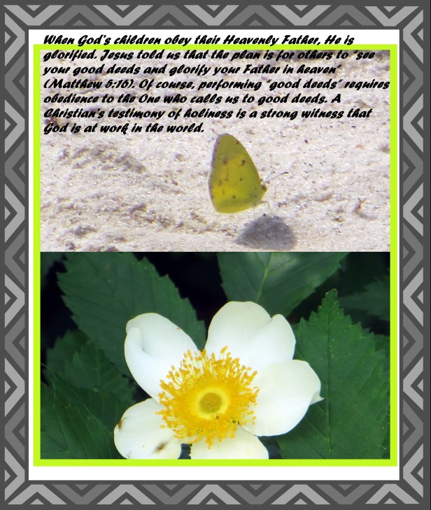 © Photo Artist Susan Ruth Robertson 090025006100 060 - Copy - Copy.JPG