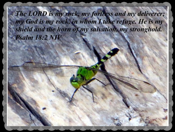 © Photo Artist Susan Ruth Robertson 090025006100 076 - Copy.JPG