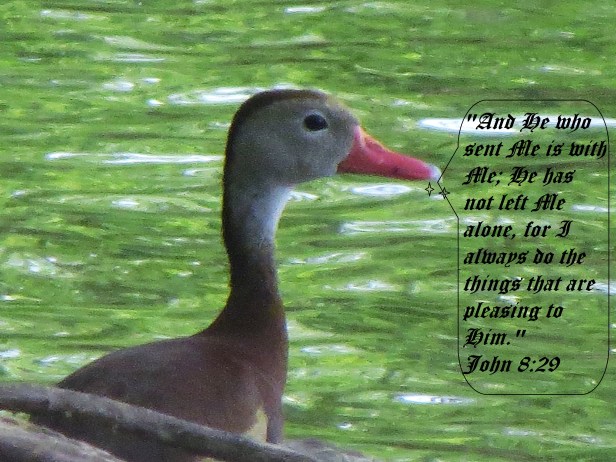 © Photo Artist Susan Ruth Robertson 090025006100 108 - Copy (3).JPG