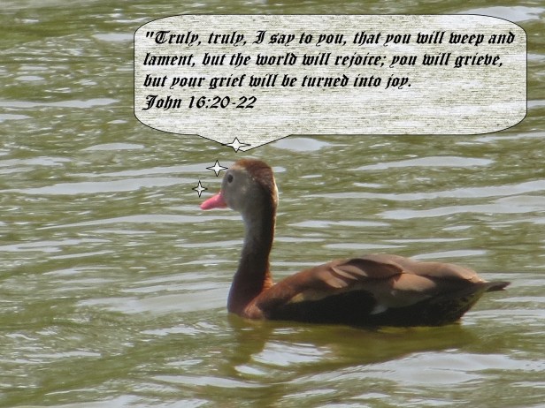 © Photo Artist Susan Ruth Robertson 090025006100 109 - Copy.JPG