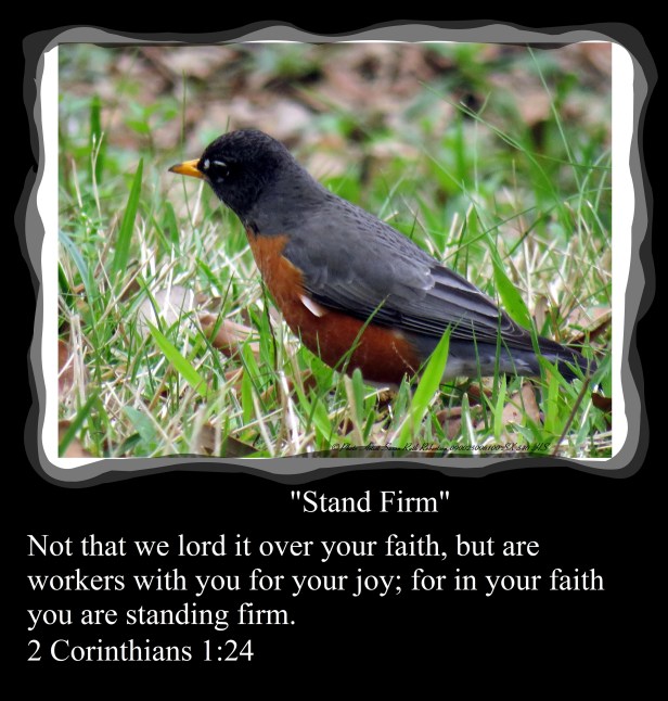 © Photo Artist Susan Ruth Robertson 090025006100 SX 540 HS 008 - Copy.JPG