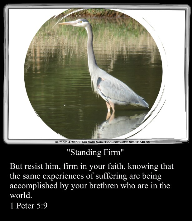 © Photo Artist Susan Ruth Robertson 090025006100 SX 540 HS 009 - Copy (2).JPG