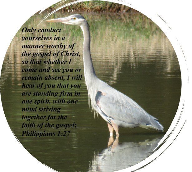 © Photo Artist Susan Ruth Robertson 090025006100 SX 540 HS 009 - Copy.JPG