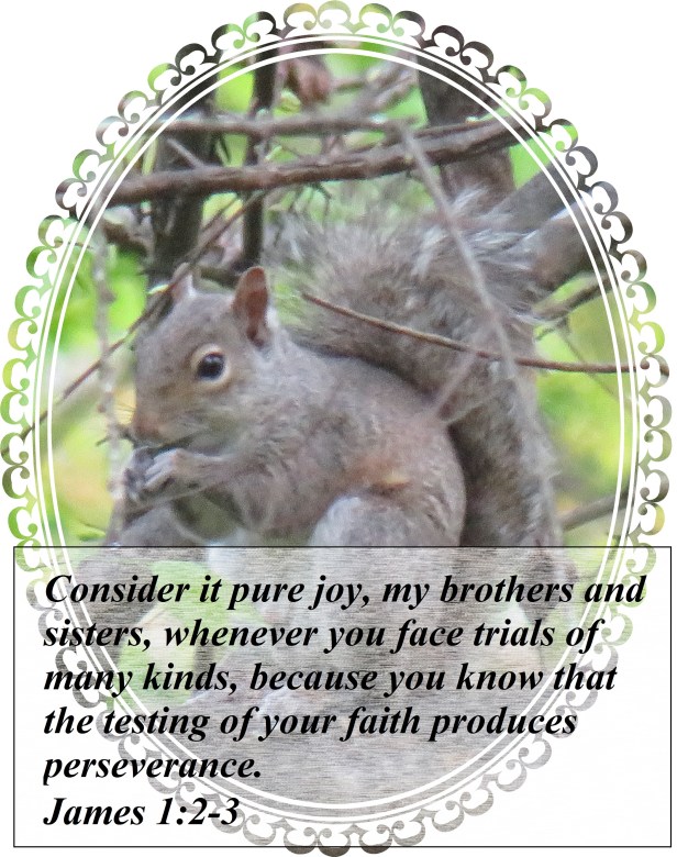 © Photo Artist Susan Ruth Robertson 090025006100 SX 540 HS 014 - Copy.JPG