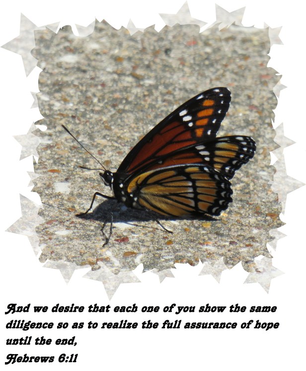 © Photo Artist Susan Ruth Robertson 090025006100 SX 540 HS 043 - Copy.JPG