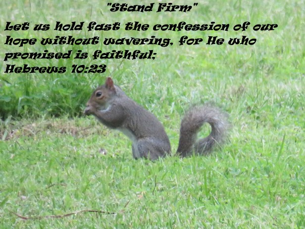 © Photo Artist Susan Ruth Robertson 090025006100 SX540HS 005 - Copy.JPG