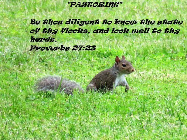 © Photo Artist Susan Ruth Robertson 090025006100 SX540HS 006 - Copy.JPG