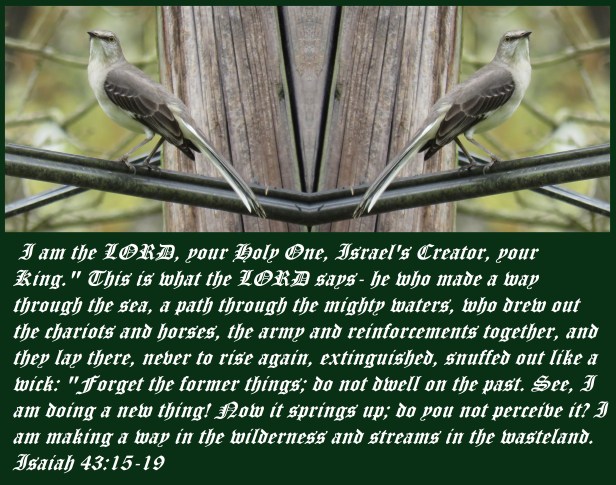 © Photo Artist Susan Ruth Robertson 090025006100 SX540HS 013 - Copy.JPG