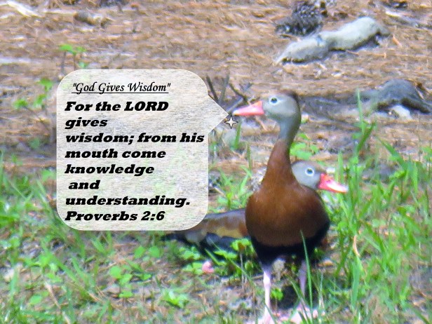 © Photo Artist Susan Ruth Robertson 090025006100 SX540HS 020 - Copy.JPG