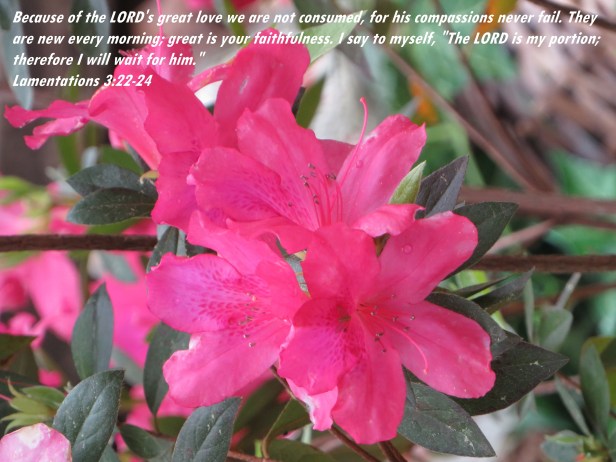 © Photo Artist Susan Ruth Robertson 090025006100 SX540HS 042 - Copy.JPG