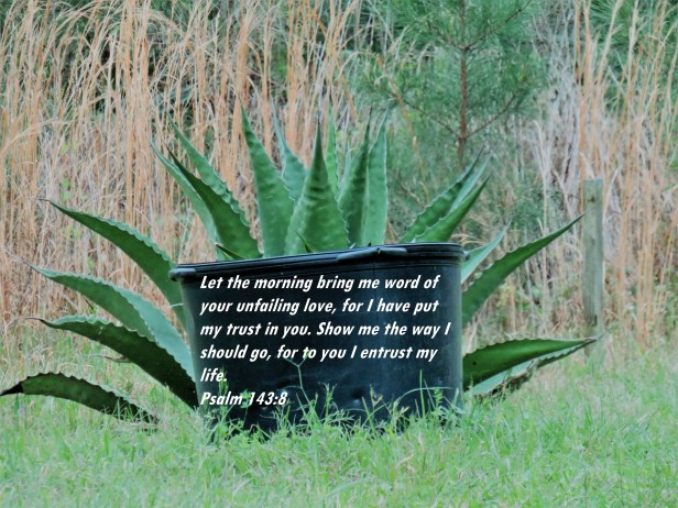 © Photo Artist Susan Ruth Robertson 090025006100 SX540HS 069 - Copy.JPG