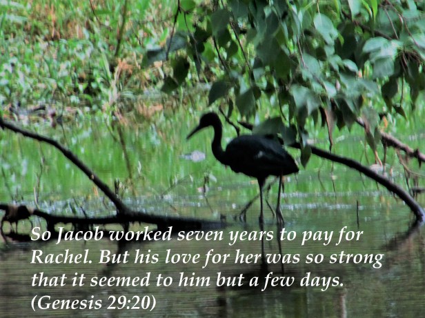 © Photo Artist Susan Ruth Robertson 0925006100 026.JPG