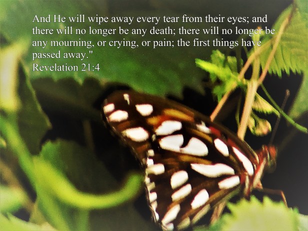 © Photo Artist Susan Ruth Robertson 090025006100 012 - Copy.JPG