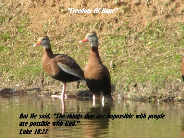 © Photo Artist Susan Ruth Robertson 090025006100 025 - Copy.JPG