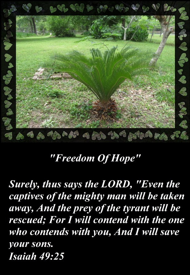 © Photo Artist Susan Ruth Robertson 090025006100 SX 400 IS 021 - Copy.JPG