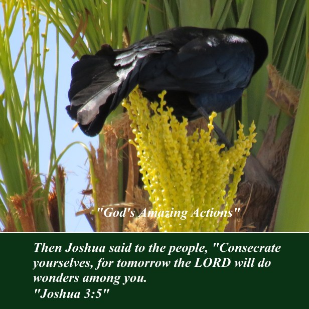 © Photo Artist Susan Ruth Robertson 090025006100 SX 540 HS 003 - Copy.JPG