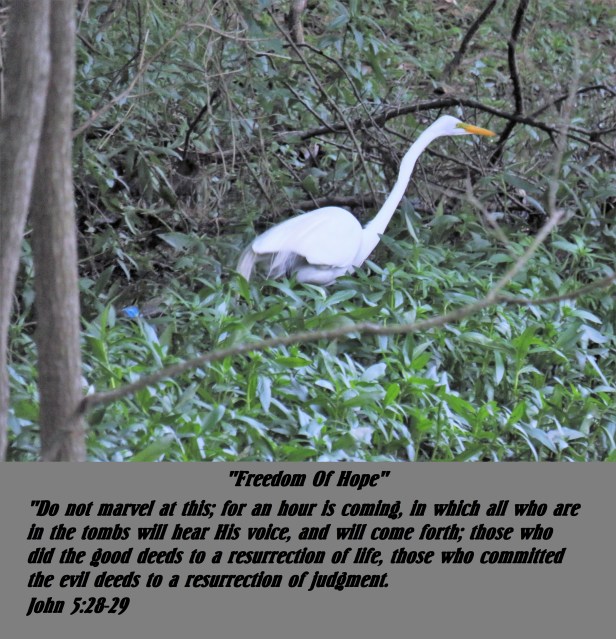 © Photo Artist Susan Ruth Robertson 090025006100 SX 540 HS 008 - Copy.JPG