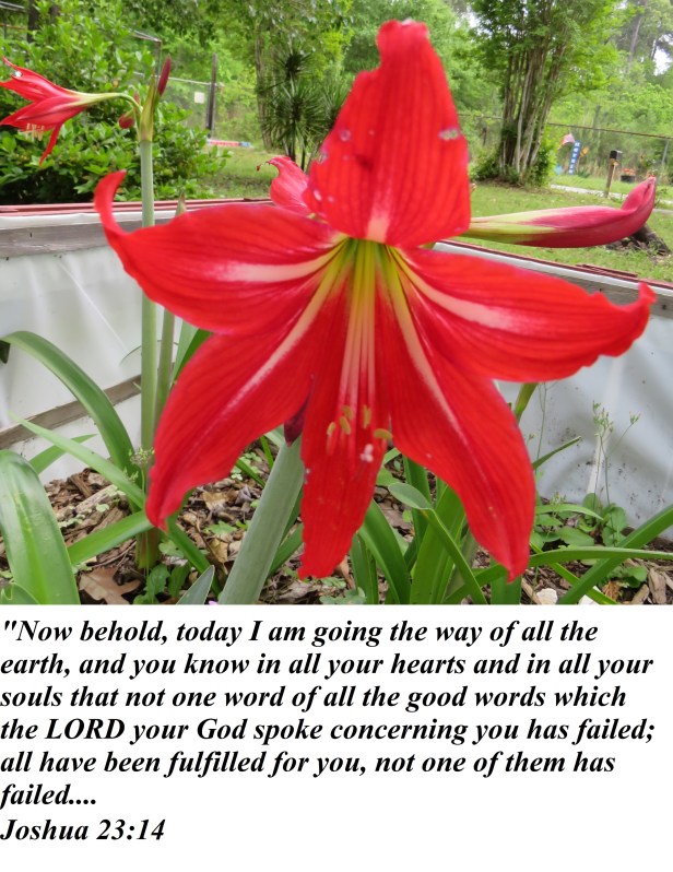 © Photo Artist Susan Ruth Robertson 090025006100 SX 540 HS 082 - Copy.JPG