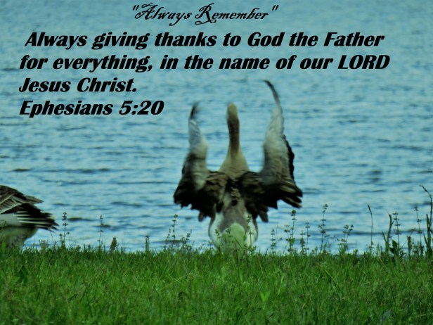 © Photo Artist Susan Ruth Robertson 090025006100 SX540HS 009.JPG