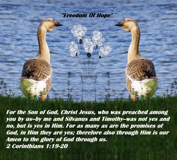 © Photo Artist Susan Ruth Robertson 090025006100 SX540HS 018 - Copy - Copy (2).JPG