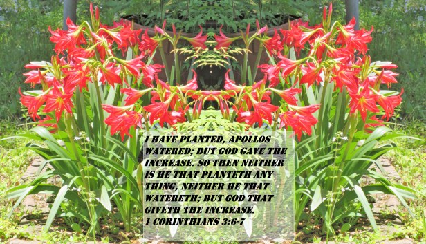 © Photo Artist Susan Ruth Robertson 090025006100 SX540HS 098 - Copy.JPG